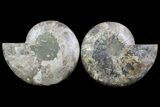 Cut & Polished Ammonite Fossil - Agatized #67904-1